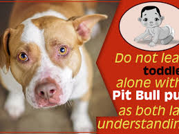 Although pitbulls have gained an unsavory reputation over the last several years, the amstaff actually has many great temperament traits. What You Must Know Before Getting A Pit Bull Terrier Mix As A Pet Dogappy