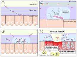 gastric mucus ion regulation