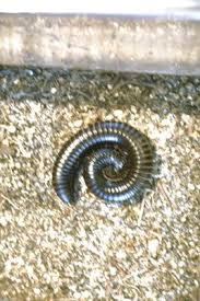 tiny circular worms in outdoor carpet
