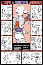 Biceps Forearm Workout Poster Fitness Forearm Workout