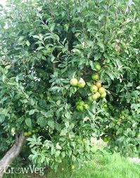Do Pear Trees Need To Cross Pollinate Funsabiam Com Co