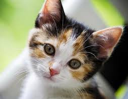 49 Cute Cats Wallpapers Free