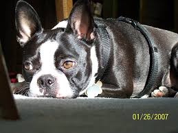 cons of spaying your boston terrier