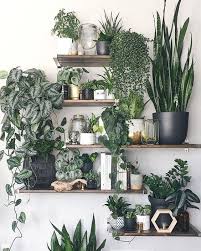 6 Fabulous Plant Display Ideas For