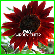 Berwarna merah gelap dan hitam yang berukuran cukup besar dengan tinggi 1,5 meter dan berdiameter sekitar 15 cm. Jual Sunflower Velvet Queen 10 Benih Bunga Matahari Merah Di Lapak Bali Gardencenter Bukalapak