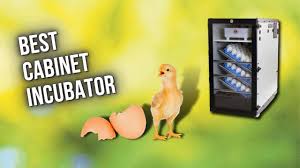 best cabinet incubator 5 best egg