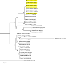 Zdravím všechny účastníky konference, mám vážný problém s houbou drechslera cactivora (dříve helminthosporium). Molecular Identification Of Bipolaris Cactivora On Dragon Fruit In Thailand Semantic Scholar
