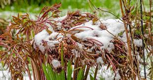 How To Care For Peony Plants In Winter