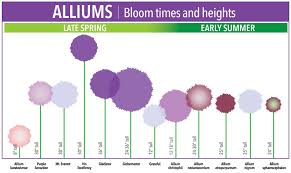 Bloom Time Chart For Allium Bulbs Allium Flowers Fall