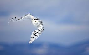 hd desktop wallpaper snowy owl