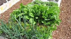 How To Grow An Organic Garden Miraclegro