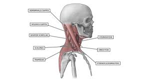 Our latest youtube film is ready to run. Crossfit Cervical Muscles Part 1
