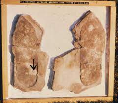 huellas de un zapato humano de hace 500 millones de años