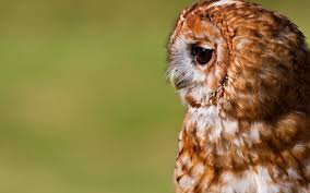 Owl artwork owl pictures owl always love you beautiful owl owl crafts owl bird pet birds wise owl baby owls. Cute Owl Backgrounds Hd Desktop Wallpapers 4k Hd