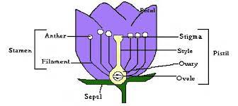 flower anatomy parts of a flower and
