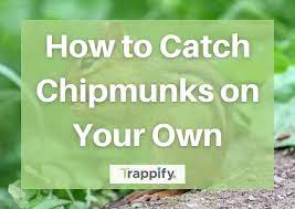 How To Catch Chipmunks On Your Own