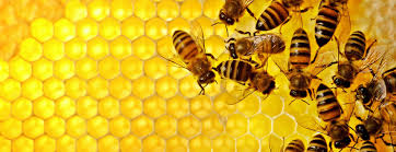 Image result for beekeeping
