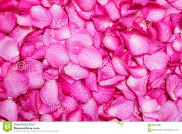 Fresh Light Pink Rose Petal Background With Water Rain Drop