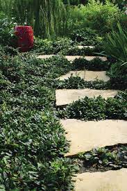 plants you can walk on finegardening