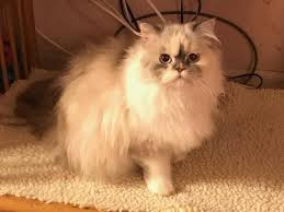 Persian cats are not a particularly active cat breed. Adopt Tasha On Petfinder Pets Cats Cats Persian Cat