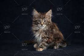 With their fun personality and beauty? Maine Coon Kitten Color Tortoiseshell On A Dark Blue Background Stock Photo A9b5d842 3a76 42da 89ff 6745cd4c670a
