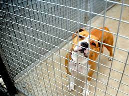 Animaux. SPA de Colmar : pourquoi les dons de croquettes pour chiens sont  refusés ?
