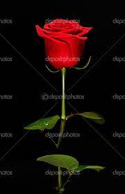 single romantic red rose stock photo by