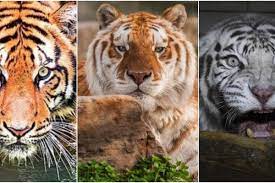 'golden tiger' in kaziranga national park and tiger reserve became famous recently but according to experts it is not a cause of celebration but concern. Kaziranga S Golden Tiger Dilemma Explained Why The Rare Cat Inbreeding Cause Concern For India S W The New Indian Express