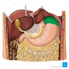 digestive system anatomy organs
