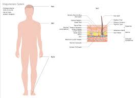 Human Anatomy Solution Conceptdraw Com