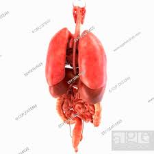 human internal organs anatomically