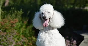 poodle breed guide photos traits