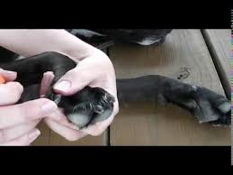 to trim black dog nails with dr buzby