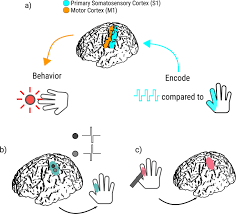 The primary somatosensory cortex, located across the central sulcus and behind the primary motor cortex, is dorsolateral prefrontal cortex : Direct Stimulation Of Somatosensory Cortex Results In Slower Reaction Times Compared To Peripheral Touch In Humans Scientific Reports