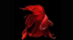 4k siamese fighting fish wallpapers