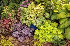17 Best Outdoor Foliage Plants To Grow