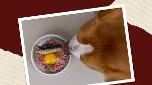 are raw eggs good for dogs uncover the