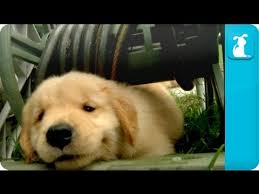 Our goal is to help golden retrievers help people. Puppy Love Golden Retriever Puppies Youtube