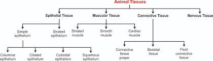 Explain Thefy Types And Also Subtypes Of Plant Tissues Also