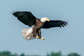 beautiful shot of a bald eagle flying