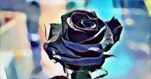 black rose meaning and symbolism