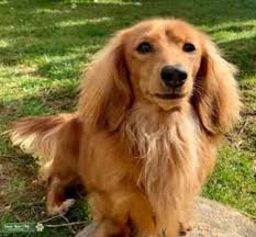 cream miniature long haired dachshund