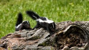 how to get rid of skunks to protect