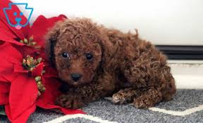 in toy poodle puppy
