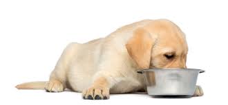 How Much To Feed A Lab Puppy Full Labrador Food Chart
