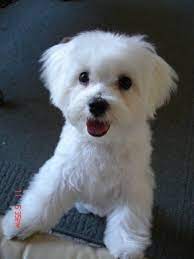 Maybe you would like to learn more about one of these? Otis S New Haircut Maltese Dogs Forum Spoiled Maltese Forums Maltese Dogs Haircuts Maltese Haircut Maltese Dogs