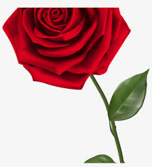 single rose clipart single red rose png