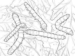 August 2020 calendar coloring page. Silkworm Moth Caterpillars Coloring Page Free Printable Coloring Pages For Kids