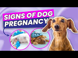 6 ways to know if your dog is pregnant