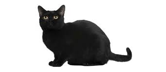 black cat breeds petfinder